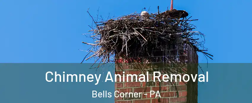 Chimney Animal Removal Bells Corner - PA
