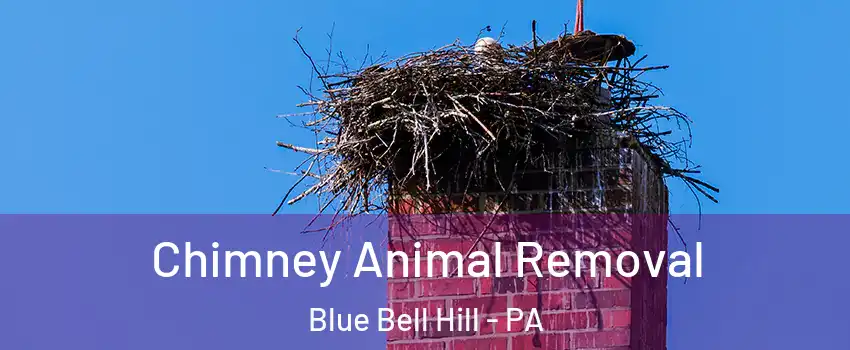 Chimney Animal Removal Blue Bell Hill - PA