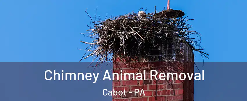 Chimney Animal Removal Cabot - PA