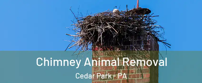 Chimney Animal Removal Cedar Park - PA