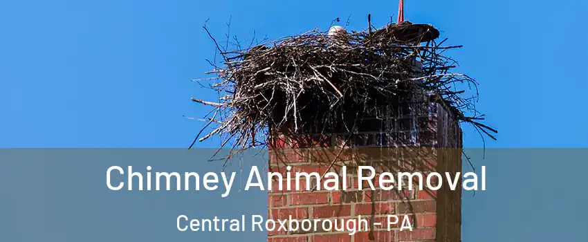 Chimney Animal Removal Central Roxborough - PA