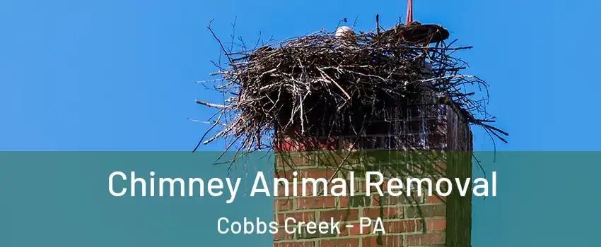 Chimney Animal Removal Cobbs Creek - PA