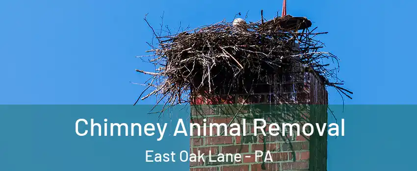 Chimney Animal Removal East Oak Lane - PA