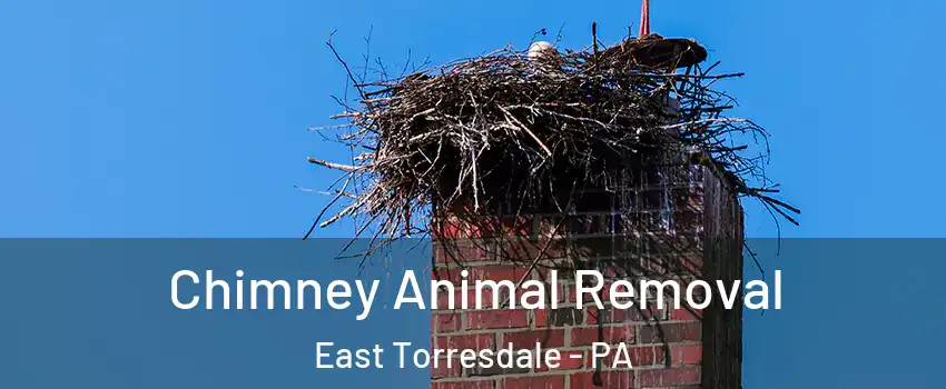 Chimney Animal Removal East Torresdale - PA