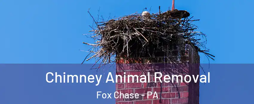 Chimney Animal Removal Fox Chase - PA