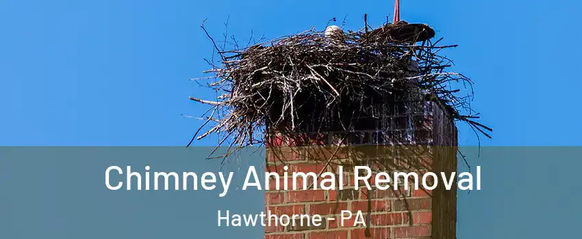 Chimney Animal Removal Hawthorne - PA