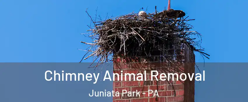 Chimney Animal Removal Juniata Park - PA