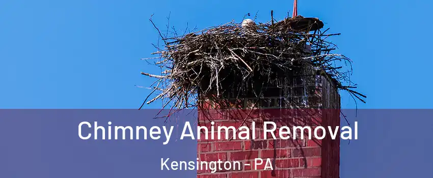 Chimney Animal Removal Kensington - PA