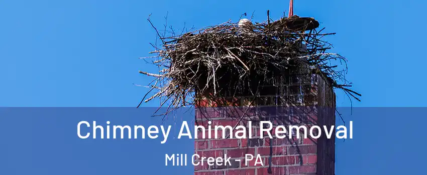 Chimney Animal Removal Mill Creek - PA