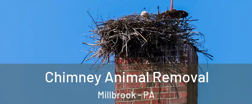 Chimney Animal Removal Millbrook - PA