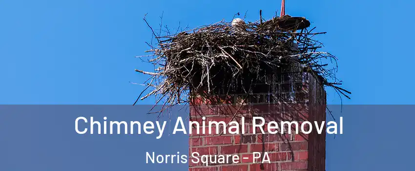 Chimney Animal Removal Norris Square - PA