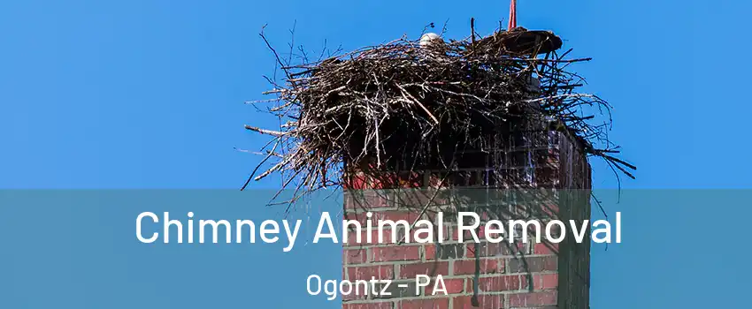 Chimney Animal Removal Ogontz - PA