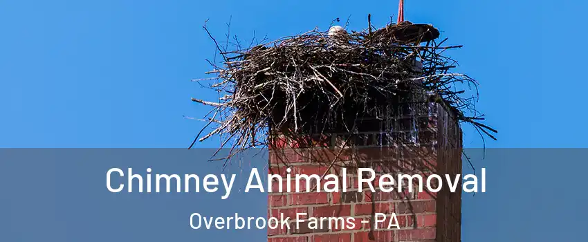 Chimney Animal Removal Overbrook Farms - PA