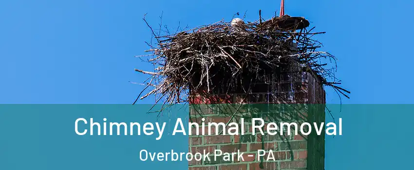 Chimney Animal Removal Overbrook Park - PA