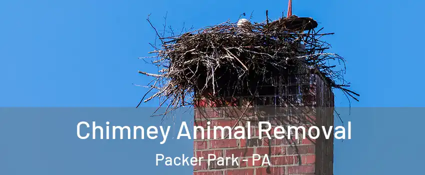 Chimney Animal Removal Packer Park - PA