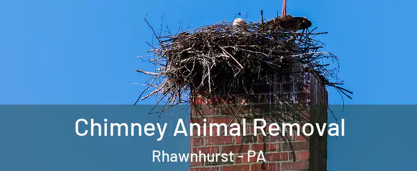 Chimney Animal Removal Rhawnhurst - PA