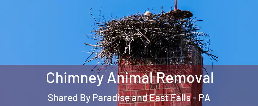 Chimney Animal Removal Shared By Paradise and East Falls - PA