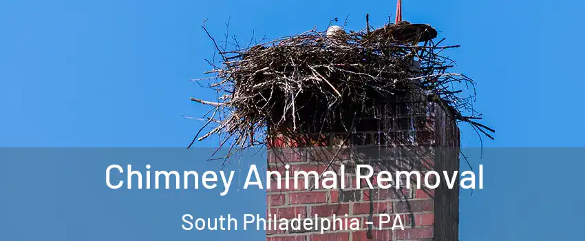 Chimney Animal Removal South Philadelphia - PA