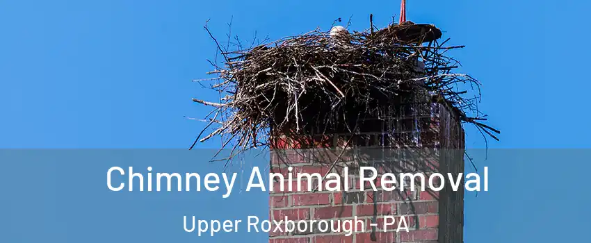 Chimney Animal Removal Upper Roxborough - PA