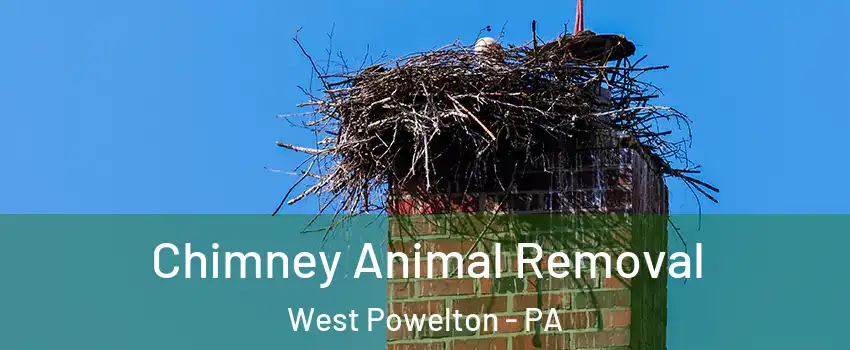 Chimney Animal Removal West Powelton - PA