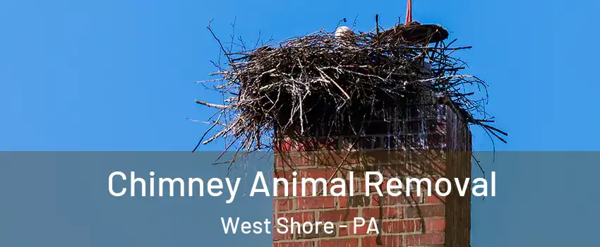 Chimney Animal Removal West Shore - PA