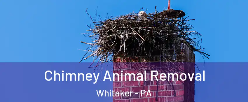 Chimney Animal Removal Whitaker - PA
