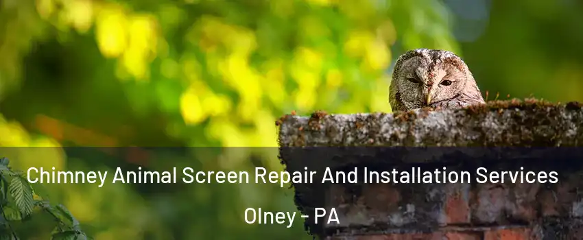 Chimney Animal Screen Repair And Installation Services Olney - PA